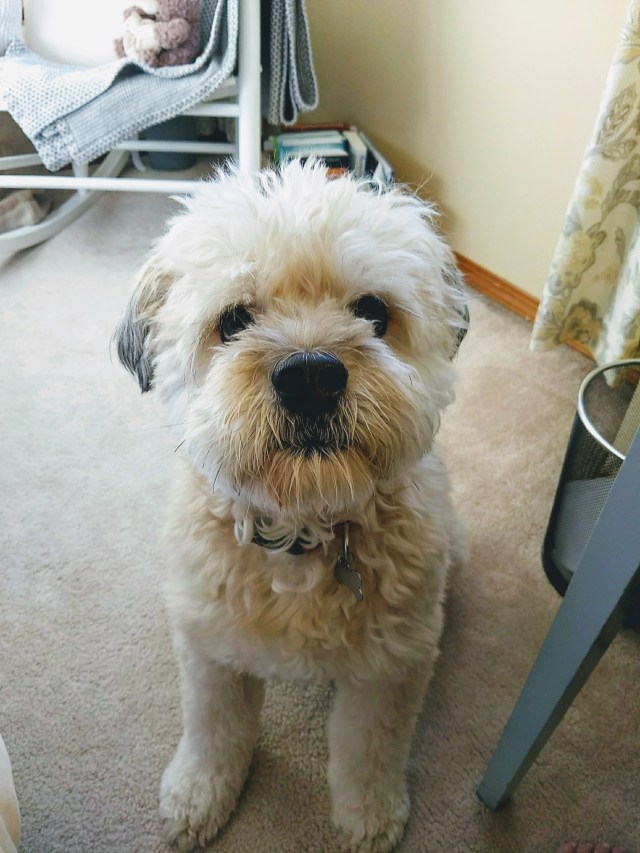 img_20181012_092532_01